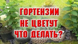 Стимулирую гортензии на цветение