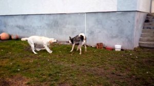 Хаски Vs Лабрадор