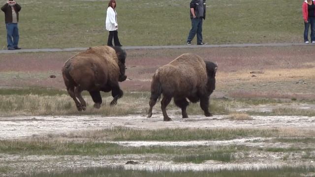 Bison gone mad at Old Faithful смотреть онлайн