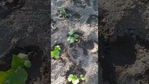 Как пересаживать огурцы в открытом грунте в жару