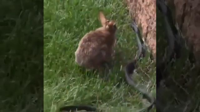 заяц vs змея смотреть онлайн