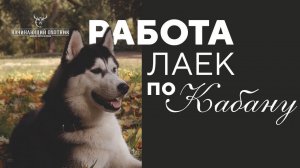 Работа лаек по кабану.