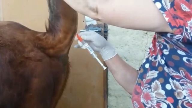 Забор крови из под хвостовой вены