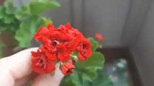 Мои Розебудные и Розоцветные пеларгонии, обзор сортов.