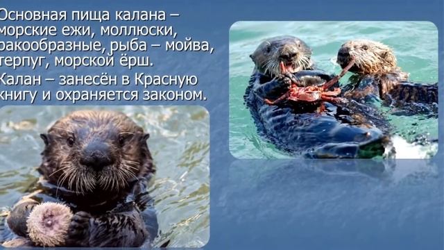«Природа Камчатки» 1