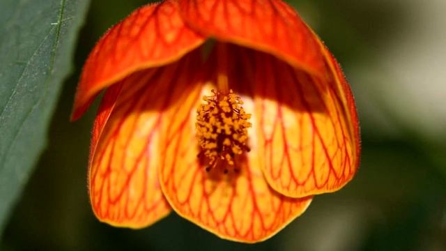 Комнатный клен: уход за абутилоном в домашних условиях смотреть онлайн