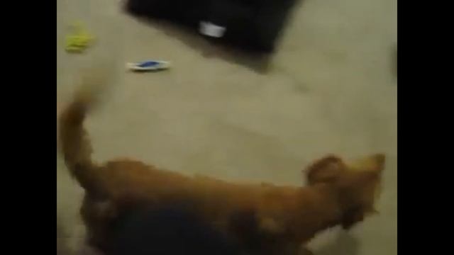 Самая быстрая такса на свете. Такса супер скорость смотреть онлайн