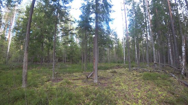 Русская гончая Побудка (Стрелка) (1,5 года). Охота на зайца беляка по чернотропу