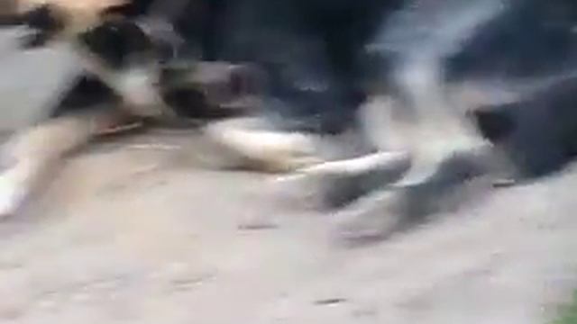 Пес Сосун смотреть онлайн