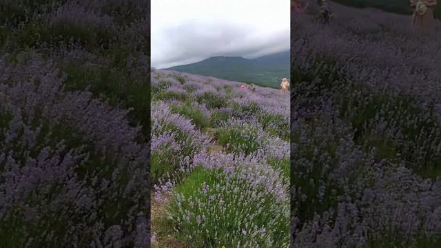 Лавандовые поля в Крыму! красота неземная! Нереальные виды!