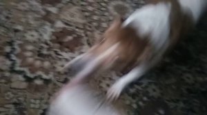 Очень злой Джек Рассел