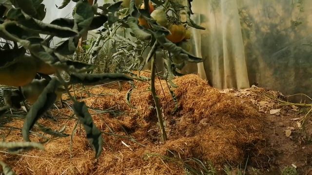 19 июля 2021. Помидорная теплица смотреть онлайн