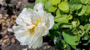 В гостях у питомника Меховских.  Обзор сортов.