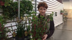 Анигозантус, лея, ирезине хербста - интересные факты и рекомендации по уходу от 7ЦВЕТОВ