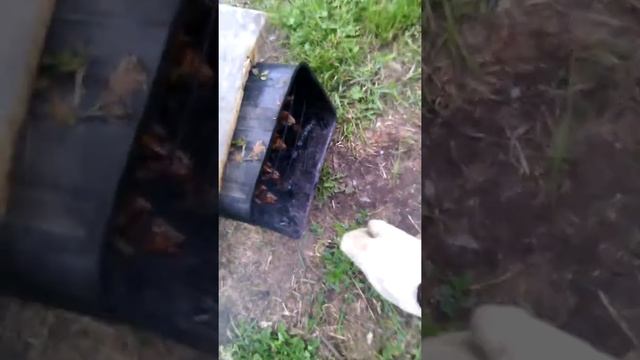 Копчения рыбы с добавлением (Ивы и Черёмухи) *(труха это Ива)* смотреть онлайн