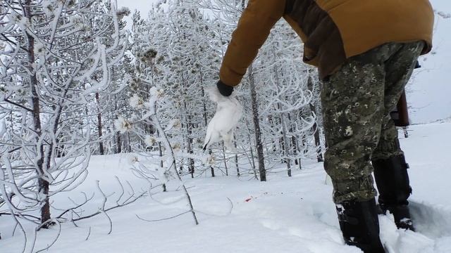 22lr/ОХОТА на БЕЛУЮ КУРОПАТКУ