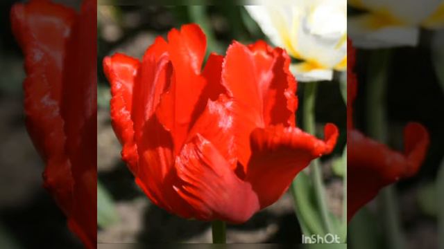 Просто Енот, Год Тюльпана 829, Романтика, На крыльях любви, Куда приводят мечты, СИД смотреть онлайн