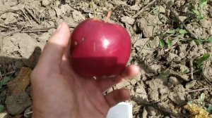 сорт яблони Пирос