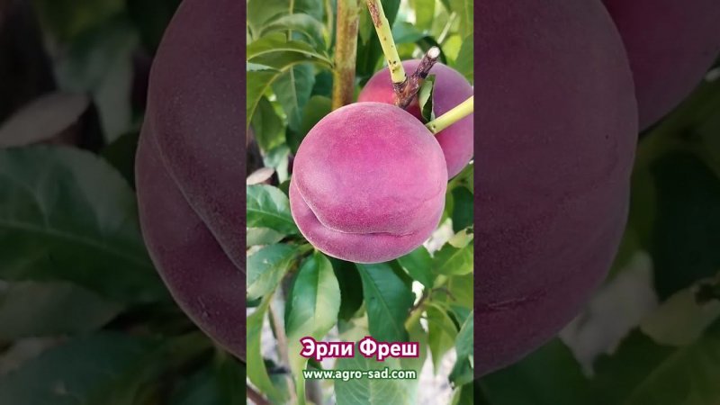 Новейший испанский персик Эрли Фреш (Early Fresh)