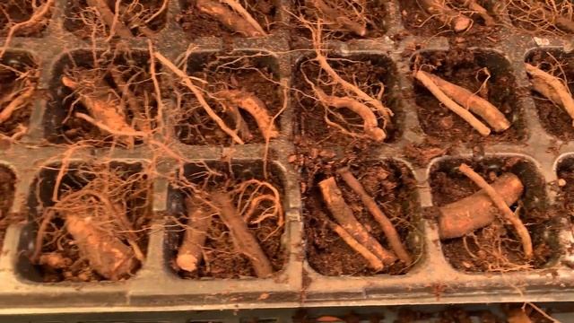 Ежевика Честер. Размножение маточным корнем. 13.04.22 смотреть онлайн