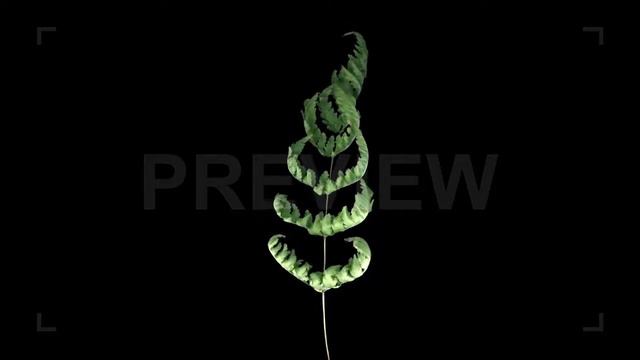 Green Fern Leaves Drying Stock Video смотреть онлайн
