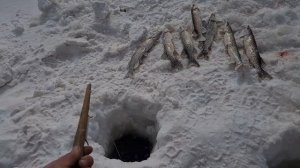 Рыбалка на махалку. Лов щуки зимой на реке Амур.