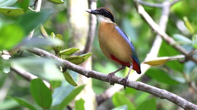 Mangrove Pitta 红树八色鸫 смотреть онлайн