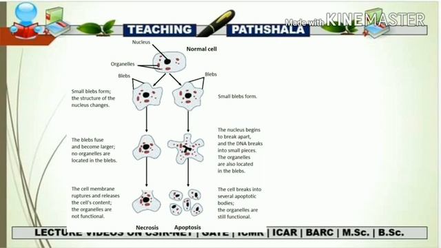 APOPTOSIS (Part-1)| Programmed Cell Death | CSIR NET | GATE | M.Sc. | B.Sc.