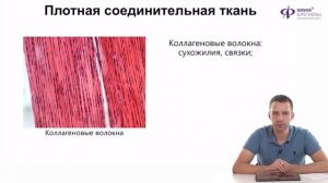 Биология | Ткани человека