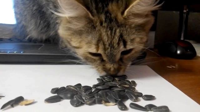 Кошка ест семечки - кошка гопник смотреть онлайн