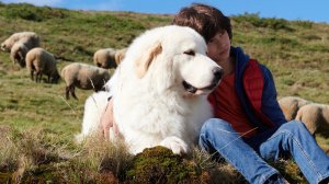 Белль и Себастьян: Новое поколение — Русский трейлер (2023)