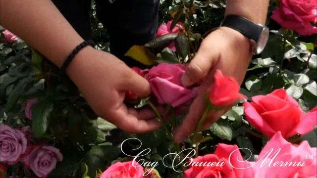 Розы флорибунда.Особенности, посадка, укрытие, обрезка. смотреть онлайн