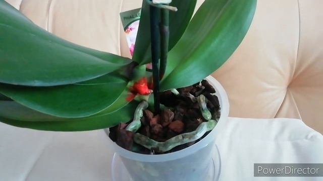 Орхидеи Новинки! Новые Орхидеи из Castorama и Леруа. Три новых фаленопсиса - три года каналу! смотреть онлайн