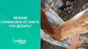 Яблоня сломалась от снега  Что делать