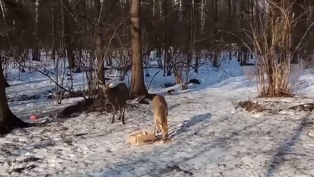 В Лосином Острове живут олени ) И не только))) смотреть онлайн