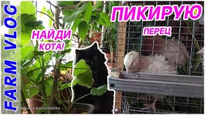 Farm Vlog_ Уборка _ Пикирую перец _ Черенки розмарина _ Жизнь в деревне _ Farm Life