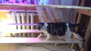 Как, когда и сколько досвечивать рассаду. Подсветка рассады в домашних условиях. Расстояние от ламп