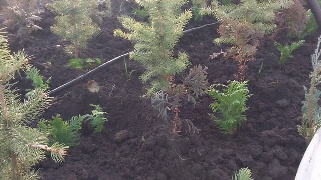 Туи, можжевельники, ели голубые, выращивание в домашних условиях) часть вторая! смотреть онлайн