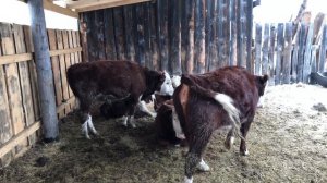 Затраты на содержание, и прибыль с одного быка .