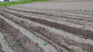 РАБОТА ПРОПОЛЬНИКА С ОКУЧНИКОМ- выравниваем борозды.
