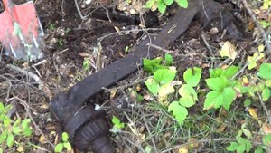 МЕТАЛЛОПОИСК В ЛЕСУ