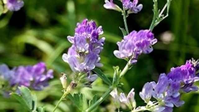 ТРАВЫ - Люцерна, от чего спасет эта безумно простая трава? #травы смотреть онлайн