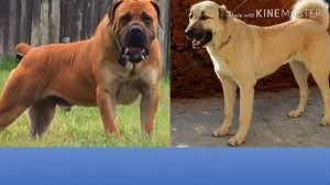 Бурбуль против Кангала. Boerboel against Kangal. Animals Battle.