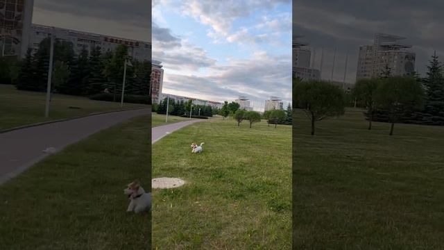 Играем | Билли Джек Рассел Терьер (Billy jack russell terrier) смотреть онлайн