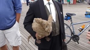 Sea Rabbit: CONEY ISLAND