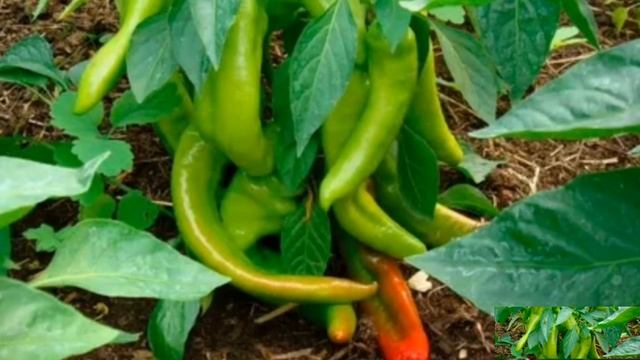 Семена перца и баклажанов купила у бабушки. Самые высокоурожайные и неприхотливые сорта. смотреть онлайн