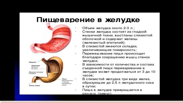 8:00 система пищеварения