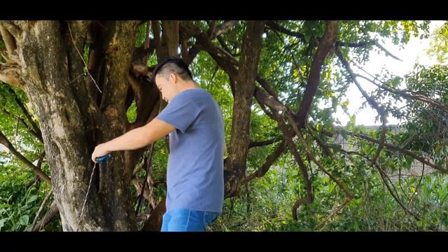 A Maior Bougainvillea do Mundo (Primavera) смотреть онлайн