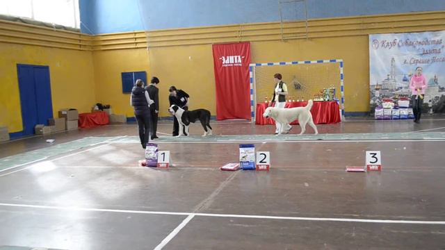 Сергиев-Посад, моно среднеазиатских овчарок, 06.04.14 г. смотреть онлайн