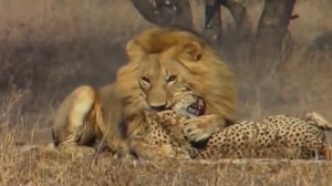 Удивительный Самец Льва Против Гепарда В Африке |